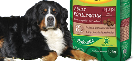 crocchette-cane-kiramore-adult-equilibrium